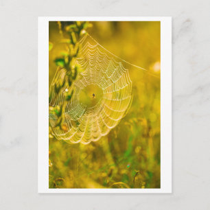 LandschaftsSpider Spiderweb Postkarte