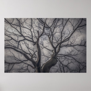 Landschaftswald Ceiba Baum, Guayaquil, Ecuador Poster