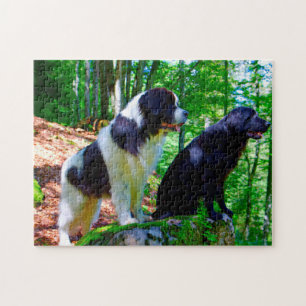 Landseer Hund. Puzzle