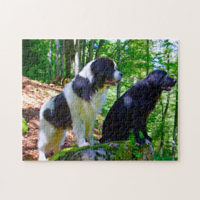 Landseer Hund. Puzzle (Horizontal)