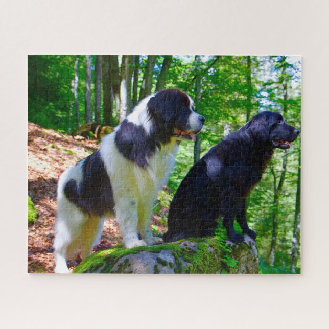 Landseer Hund. Puzzle (Horizontal)