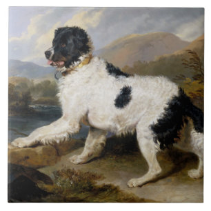 Landseer Neufundland Hund (Schwarzes und Weißes Ti Fliese