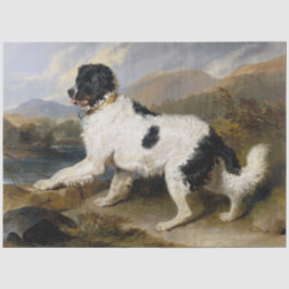 Landseer Neufundland Hund (Schwarzes und Weißes Ti Seidenpapier