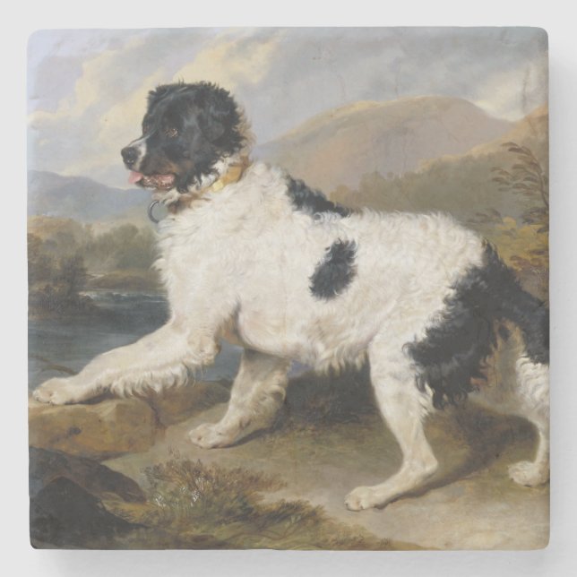 Landseer Neufundland Hund (Schwarzes und Weißes Ti Steinuntersetzer (Vorderseite)