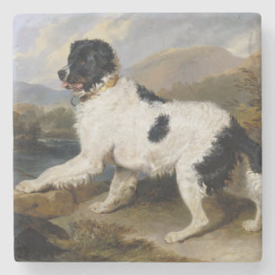 Landseer Neufundländer Hund (Schwarz-Weiß-Tier) Steinuntersetzer