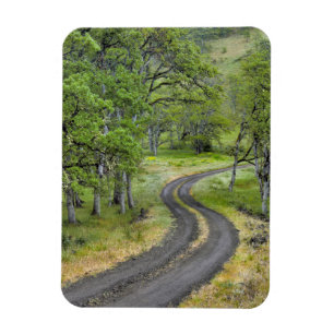 Landstraße durch Bäume, Oregon Magnet
