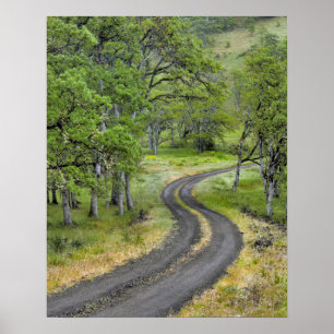 Landstraße durch Bäume, Oregon Poster