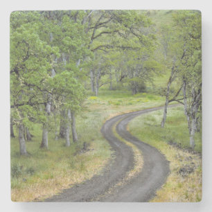 Landstraße durch Bäume, Oregon Steinuntersetzer