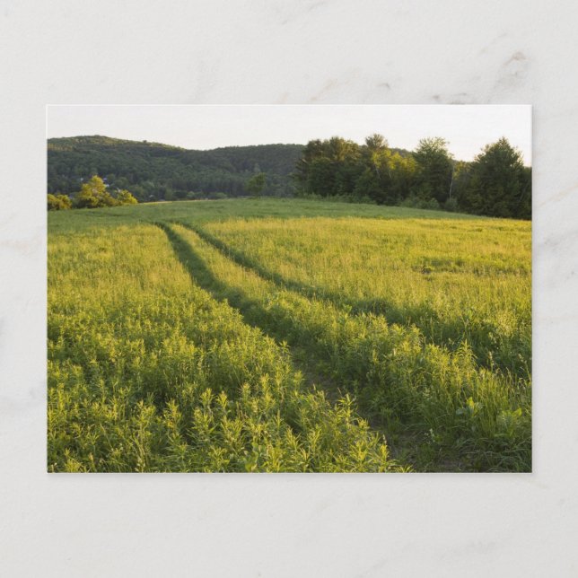 Landstraße in der Weide Sabins in Montpellier, Postkarte (Vorderseite)