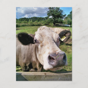 LANDTIERE, NIEDLICHE KUHE POSTKARTE