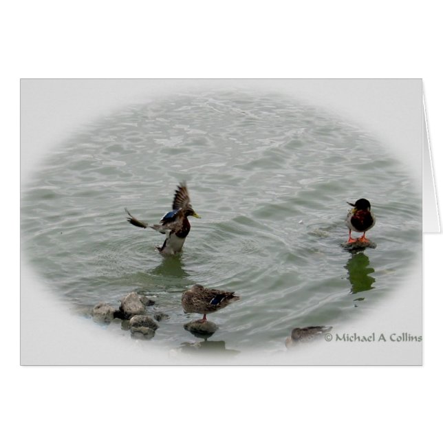 Landung (Vorderseite (Horizontal))