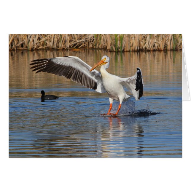 Landung (Vorderseite (Horizontal))