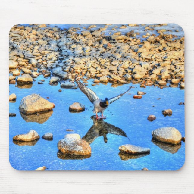 Landung Mallard Drake Birdlover Wildlife Foto Mousepad (Vorne)