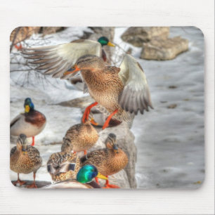 Landung Mallard Duck Birdlover Wildnis Mousepad