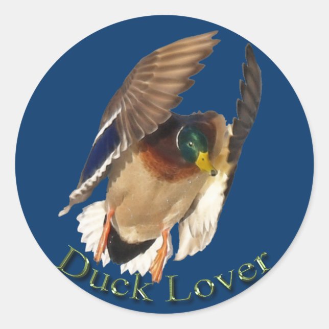 Landung Mallard Duck Drake Bird Wildlife Sticker (Vorderseite)