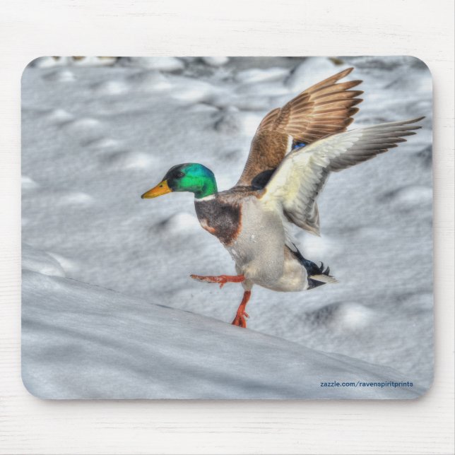 Landung Mallard Duck Drake Wildlife Foto Mousepad (Vorne)
