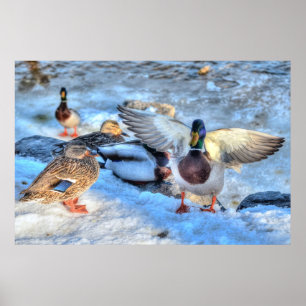 Landung Mallard Duck Drake Wildlife Foto Print Poster