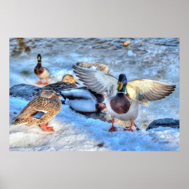 Landung Mallard Duck Drake Wildlife Foto Print Poster (Vorne)