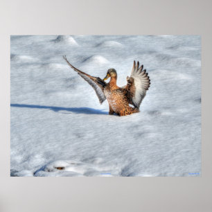 Landung Mallard Duck Wildlife Foto Print Poster