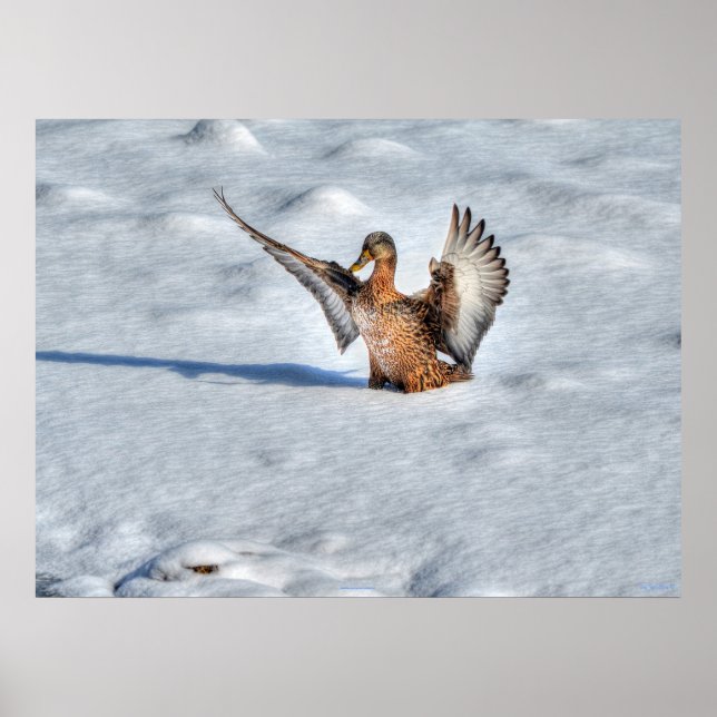 Landung Mallard Duck Wildlife Foto Print Poster (Vorne)