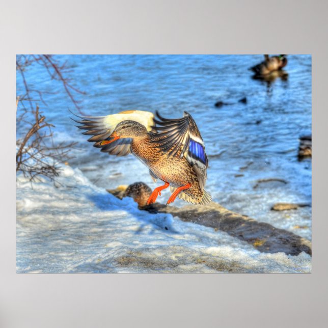 Landung Mallard Duck Wildlife Foto Print Poster (Vorne)