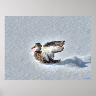 Landung Mallard Duck Wildlife Foto Print Poster