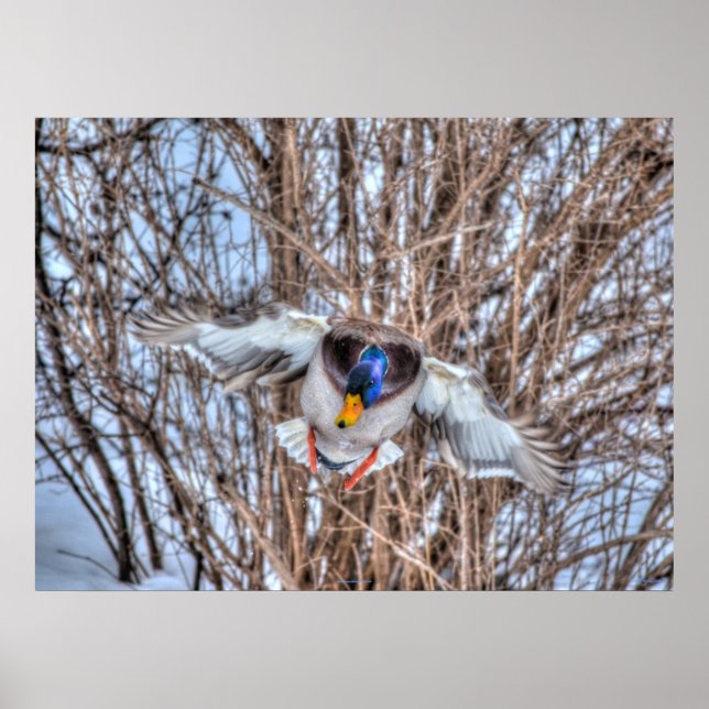 Landung Mallard Duck Wildlife Foto Print Poster (Vorne)