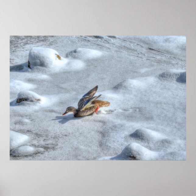 Landung Mallard Duck Wildlife Foto Print Poster (Vorne)
