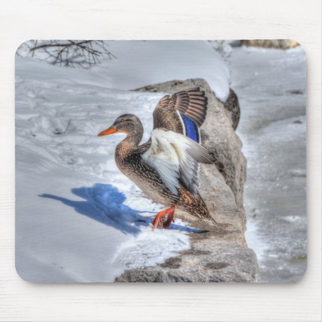 Landung Mallard Enck Birdlover Wildlife Foto Mousepad (Vorne)