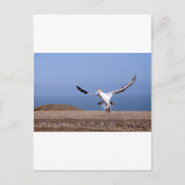 Landung von Gannet in Cape Kidnappers Postkarte