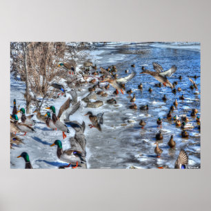 Landung von Mallard Ducks & Drakes Wildlife Foto Poster