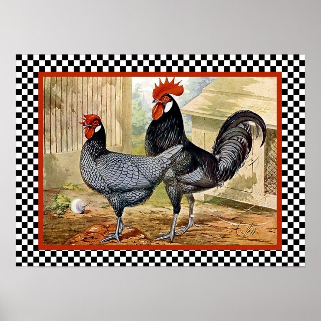 Landwirtschaftliche Hühner Poster (Vorne)