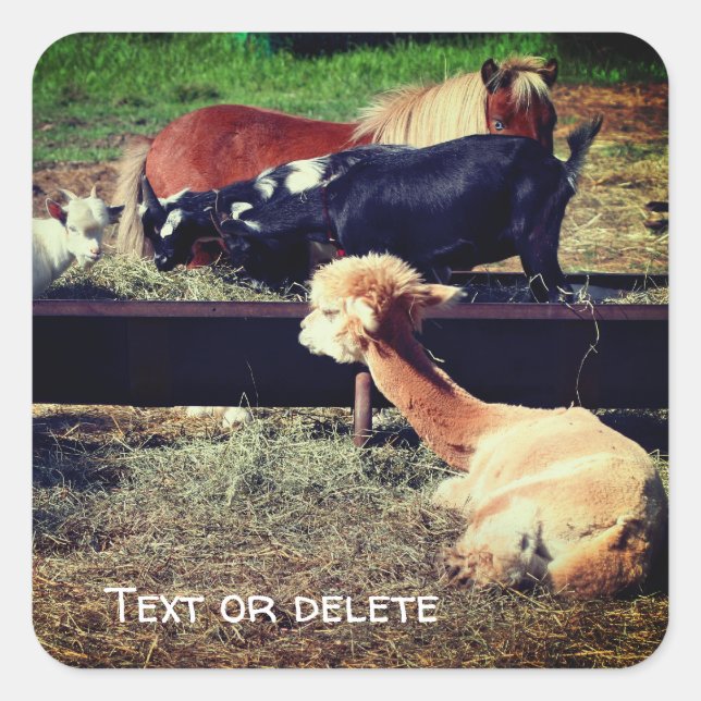 Landwirtschaftliche Tierfreunde Natur Personalisie Quadratischer Aufkleber (Vorderseite)