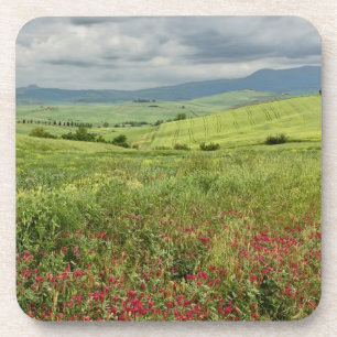 Landwirtschaftliches Feld, Region Toskana in Itali Getränkeuntersetzer