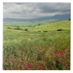Landwirtschaftliches Feld, Toskana Region von Ital Fliese