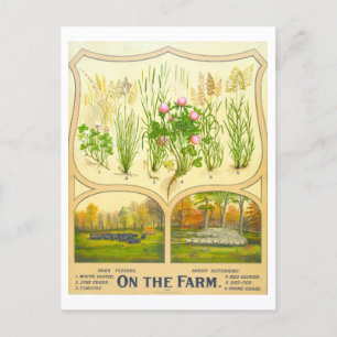 Landwirtschaftliches Vintage-Lithographie-Postkart Postkarte