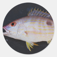 Lane Snapper Fish