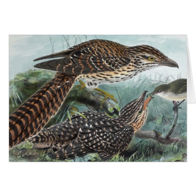 Lang-Angebundene Kuckuck-Vintage Illustration (Vorderseite (Horizontal))