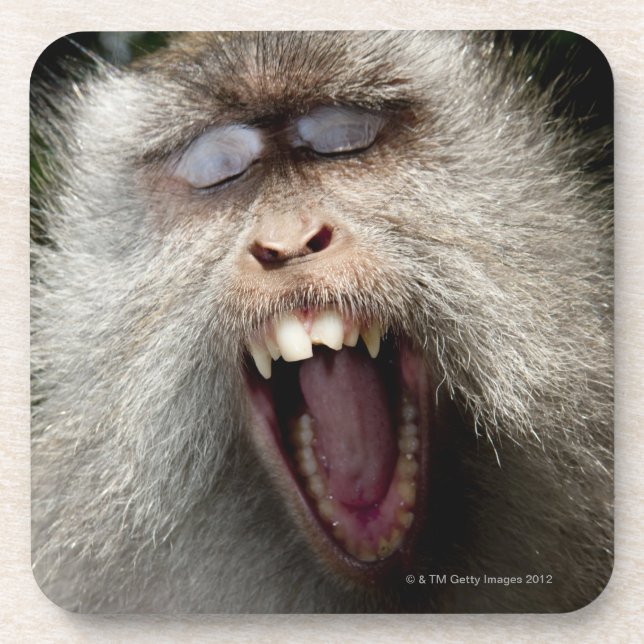 Lang-angebundene Macaques (Macaca fascicularis) Untersetzer (Vorderseite)