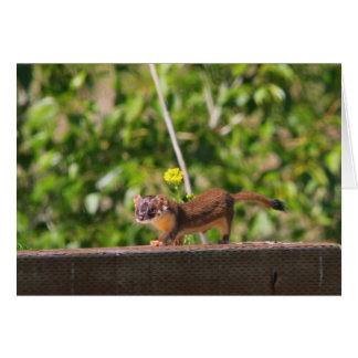 Lang-angebundener Weasel