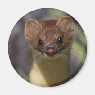 Lang-angebundener Weasel Magnet