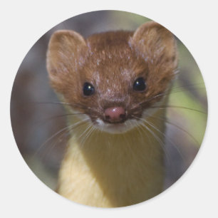Lang-angebundener Weasel Runder Aufkleber