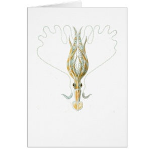 Lang-bewaffneter Tintenfisch