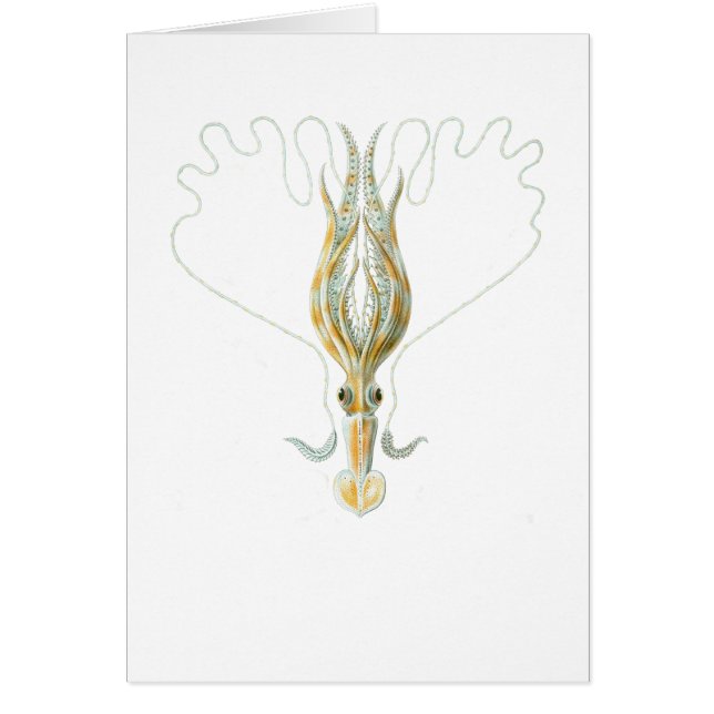 Lang-bewaffneter Tintenfisch (Vorne)