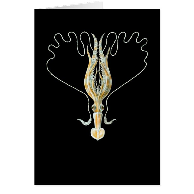 Lang-bewaffneter Tintenfisch (Vorne)