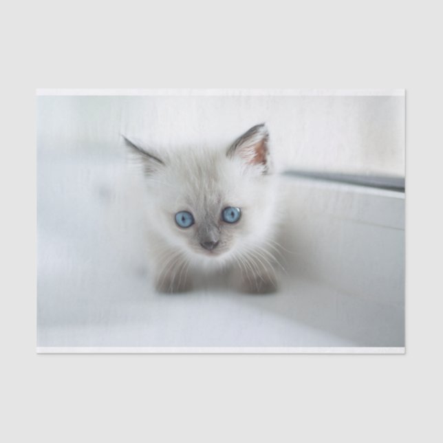 Lang für Sie: Verlorene weiße Kitte mit blauen Aug Seidenpapier (Vorderseite)