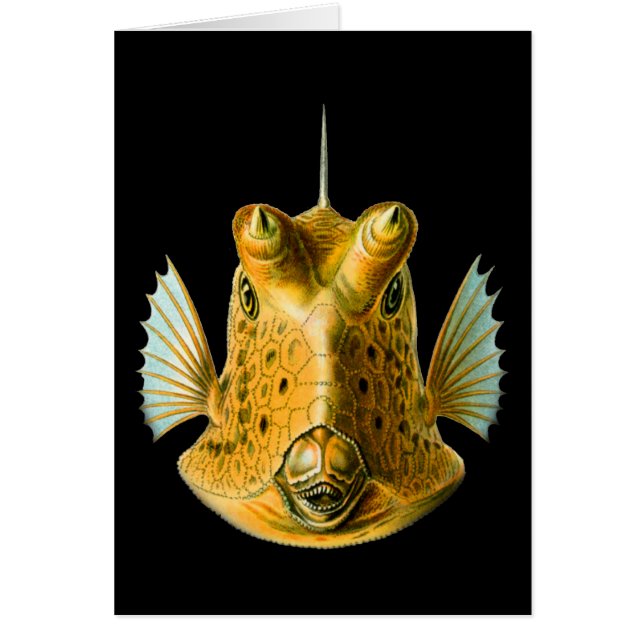 Lang-gehörnter Cowfish (Vorne)