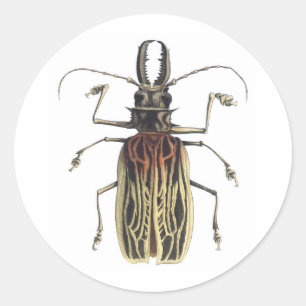 Lang-Gehörnter Käfer, Prionus Cervicornis Runder Aufkleber