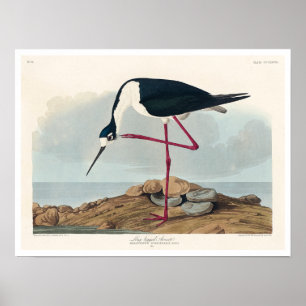 Langbeiner Avocet von Audubon Poster