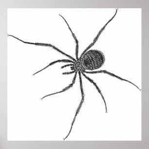 Langbeinige Spinne Poster